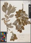 Foto von Salix caprea L.